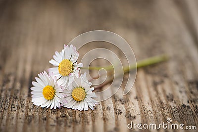 Three daisy blossoms on wooden background Stock Photo