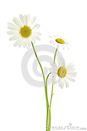 Three daisy flowers Stock Photo