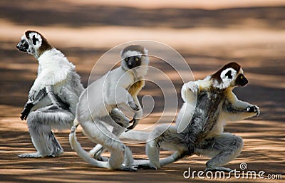 Three Dancing Sifakas on earth. Funny picture. Madagascar. Cartoon Illustration