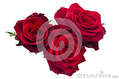 Three dark red roses Stock Photo