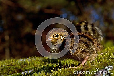 Three days old quail, Coturnix japonica.....photographed in nature Stock Photo