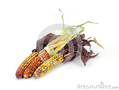 Three Decorative Fall Corn Cobs Stock Photo