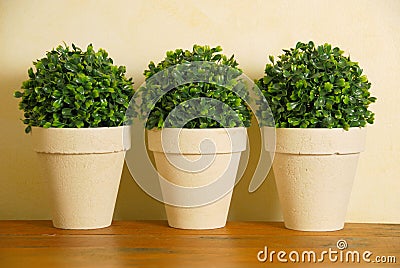 Three decorative pot plants Stock Photo