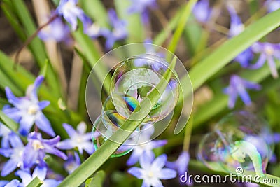 Three delicate and colorful soap bubbles clinging to a blade of Stock Photo