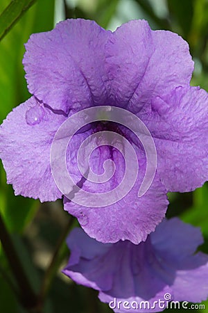 Three delicate lilac field flower on a white background. Stock Photo