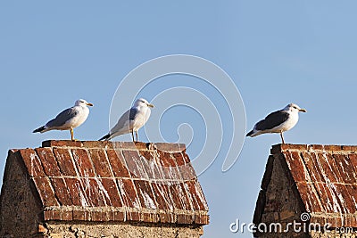 Three different gulls standing on a crenellation Stock Photo