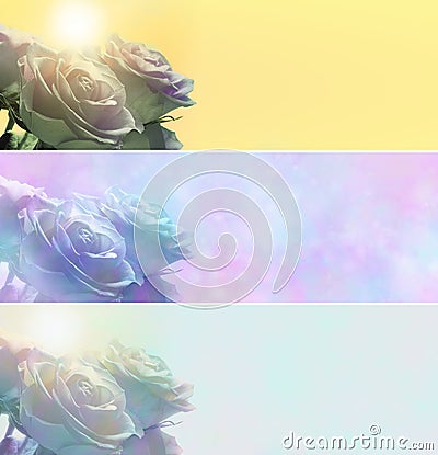 Three different Roses Banners Stock Photo