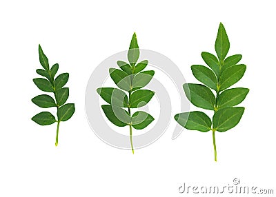 Three different sizes of green jasmine leaves isolated on white background. Stock Photo