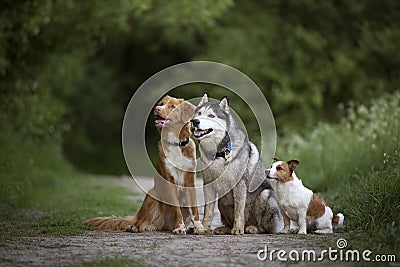 Three dirty dogs: Nova Scotia duck tolling Retriever, Siberian H Stock Photo