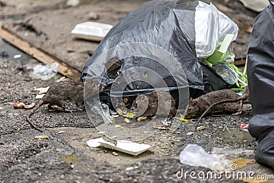 Three dirty mice eat debris next to each other. Stock Photo