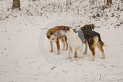 Three dogs alone in the woods in the winter. Snowing. A homeless animal. Animal protection Stock Photo