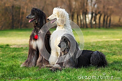 Three dogs breed Afghan Hound Stock Photo