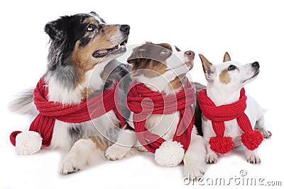 Three dogs on christmas Stock Photo