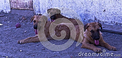 Three dogs looking to the camera Stock Photo