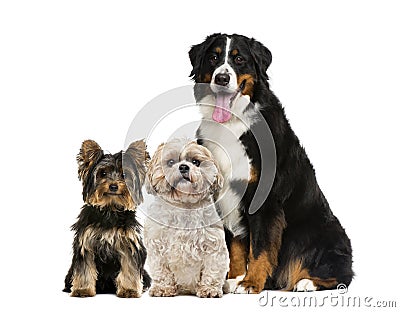 Three dogs sitting Stock Photo