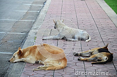 Three dogs sleep on street Stock Photo