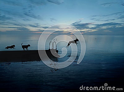 Three dogs about to jump into water! Stock Photo