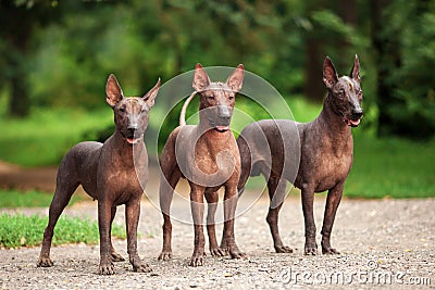 Three dogs of Xoloitzcuintli breed, mexican hairless dogs standing outdoors on summer day Stock Photo