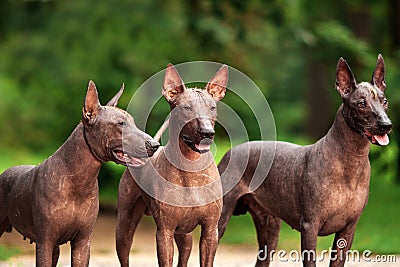 Three dogs of Xoloitzcuintli breed, mexican hairless dogs standing outdoors on summer day Stock Photo