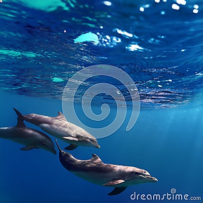 Three dolphins swimming underwater Stock Photo