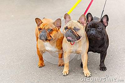 Three domestic dogs French Bulldog breed Stock Photo