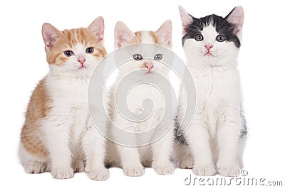 Three domestic kitten Stock Photo