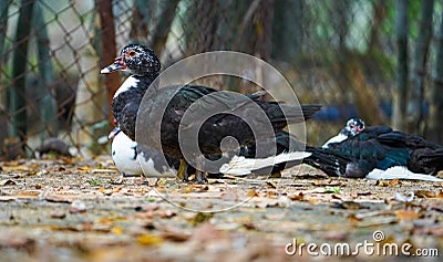 Three Domestic muscovy ducks.Red face Muscovy ducks.White, black and red Muscovy duck in nandavan zoo Stock Photo