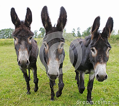 Three donkeys on a meadow Stock Photo