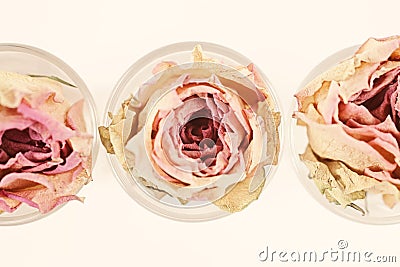 Three dried flower roses Stock Photo