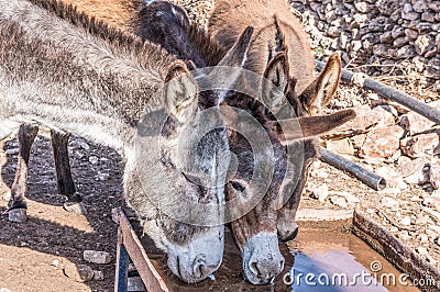 Three drinking donkeys in Morocco. Stock Photo