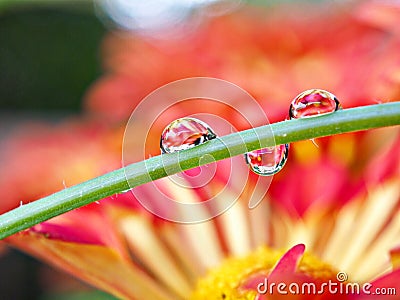 Three droplets with flowers Stock Photo