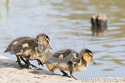 Three ducklings beside the Ornamental lake Stock Photo