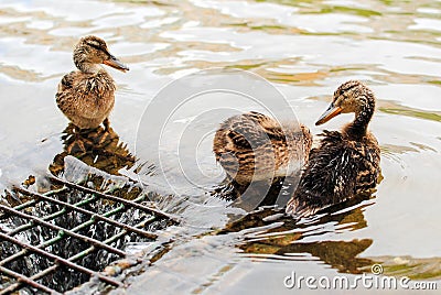 Three ducklings Stock Photo