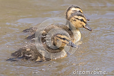 Three ducklings swimming Stock Photo