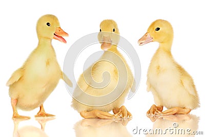 Three ducklings on white Stock Photo