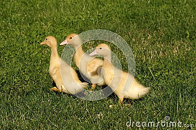 Three ducks Stock Photo