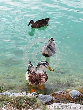 Three ducks Stock Photo