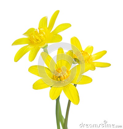 Three early spring flowers isolated on white background. Kingcup Stock Photo