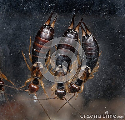 Three earwigs between two pieces of glass to keep warm. Stock Photo