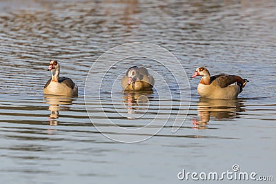 Three egyptian nile geese alopochen aegyptiaca swimming in water Stock Photo