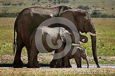 Three elephants Stock Photo