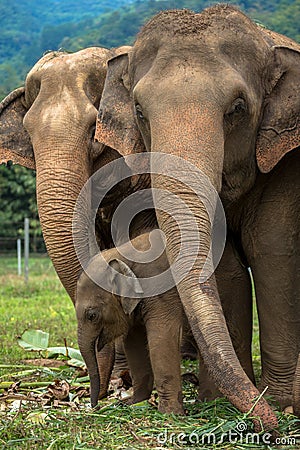 Three elephants in nature park Stock Photo