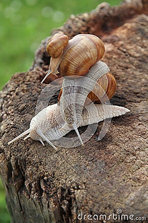 Three escargot or snails Stock Photo