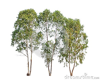 Three Eucalyptus trees, tropical tree Stock Photo