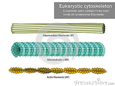 Three Eukaryotic cells cytoskeletal filaments Vector Illustration