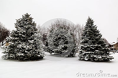 Three evergreen trees covered with snow Stock Photo