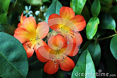 Three exotic orange and yellow flowers surrounded by green leaves Stock Photo