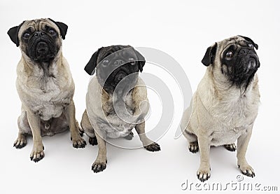 Three Pugs on a White Background. Stock Photo