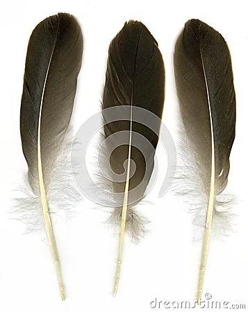 7 feathers 7 feathers