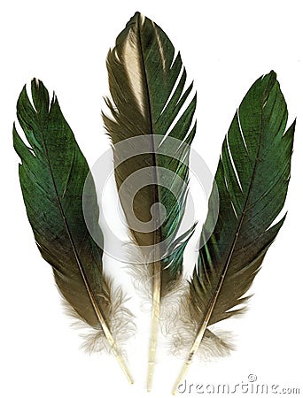 Three feathers Stock Photo